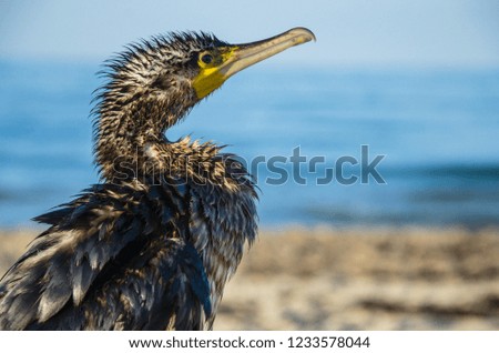 
cormorant close up