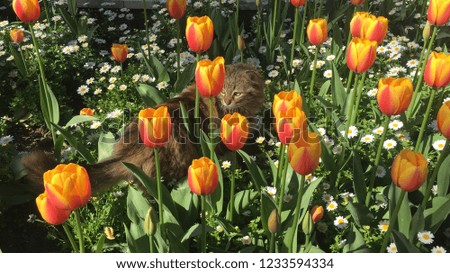 colorful tulips in nature and cat