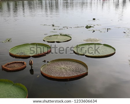 Victoria waterlily or Lotus flower with green leaves in the pond.