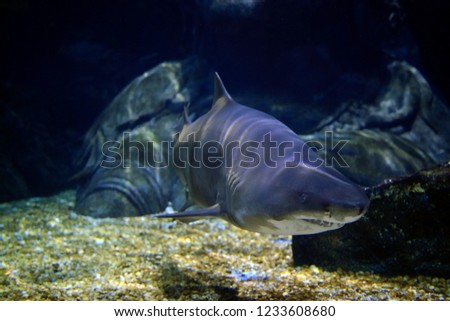 shark under the sea Sharp tooth nature
