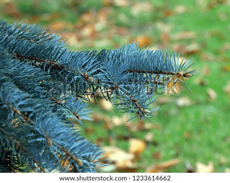 beautiful blue spruce branches as an element of the Christmas holidays