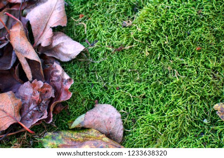 moss and old dry leaves-background image
