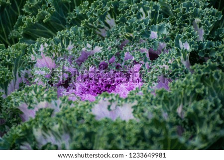 Beautiful fresh Cabbage flower from by garden