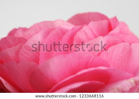 Beautiful, Elegant Ranunculus picture with soft leaves