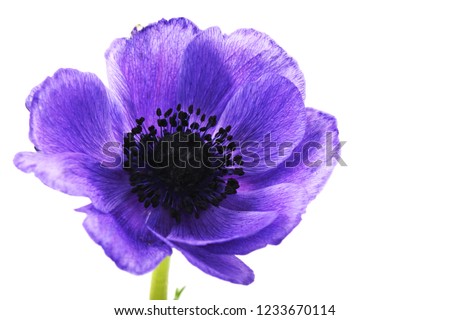 Beautiful and cute picture of Anemone in purple