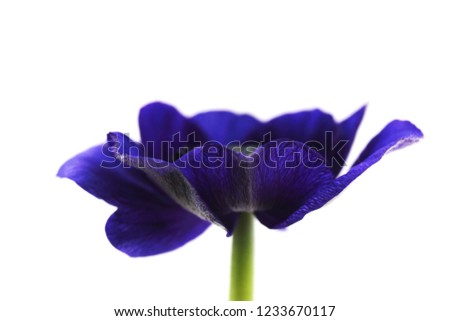 Beautiful and cute picture of Anemone in purple