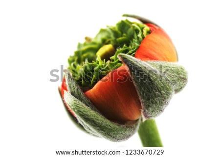 a picture of Ranunculus blooming mysterious flowers background