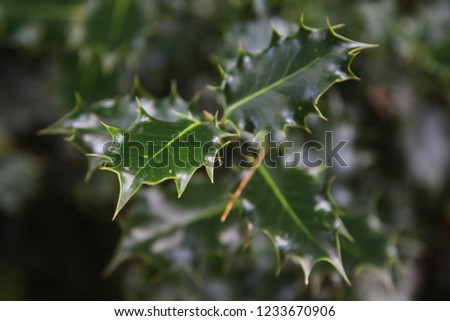 Closeup of healthy green holly leaves on plant
