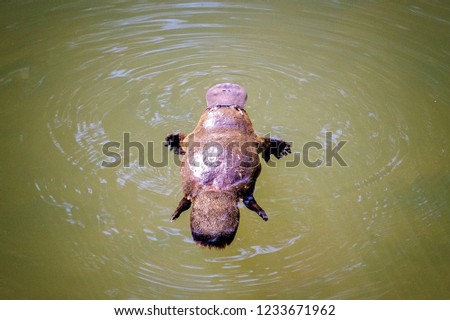 platypus in the river