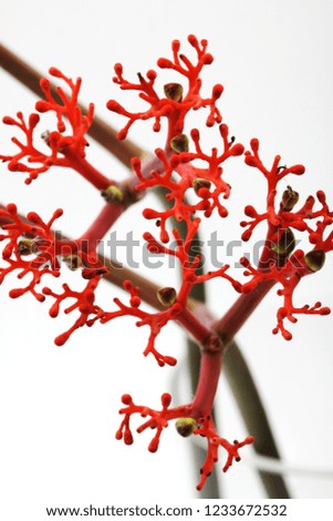 Pictures of mysterious and unusual-looking African plants in red.
