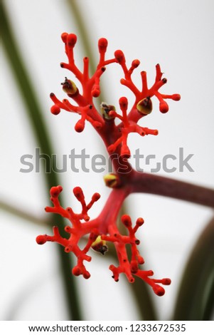 Pictures of mysterious and unusual-looking African plants in red.