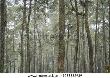 Horizontal and wide shoot for wooden trees.