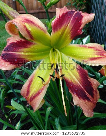 peach burgundy and green exotic daylily