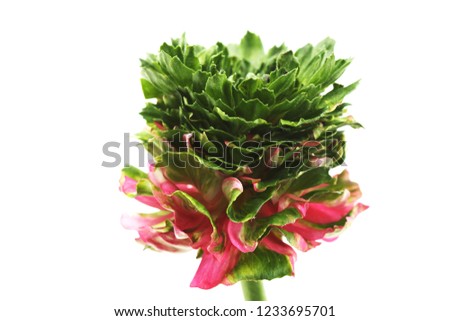 Uniquely blooming picture of Ranunculus