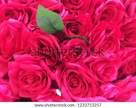closeup red roses. group of vintage red roses background. seamless roses background for copy space, text and message. selective focus.