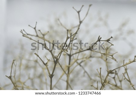 Christmas background flower bushes