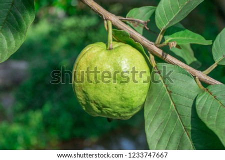 Guava fruit on tree.