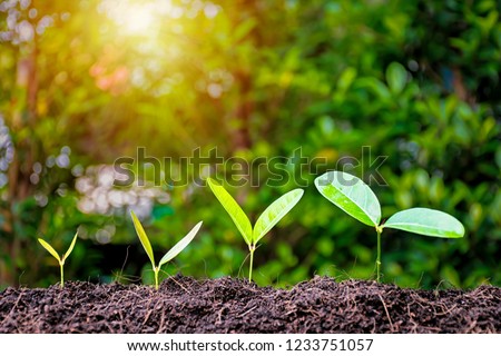 Business Growth concept.Continued of investment and profitability.Expectation of profitable.Stability is tangible.A solid foundation will help the business sector remain sustainable.Tree are growing Royalty-Free Stock Photo #1233751057