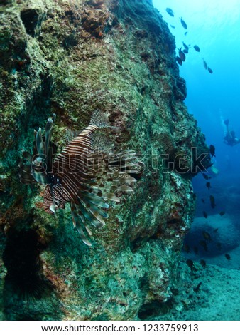lion fish underwater with a scuba diver back around