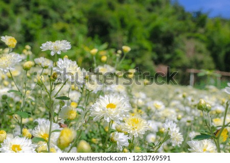 White chrysanthemum flower in plantation field for making chinese herbal medicine.