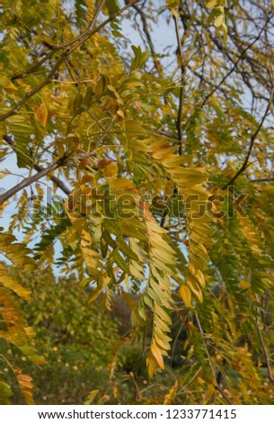 Autumn Foliage of a Golden Honey Locust Tree (Gleditsia triacanthos 'Sunburst') in a Park in Rural Surrey, England, UK