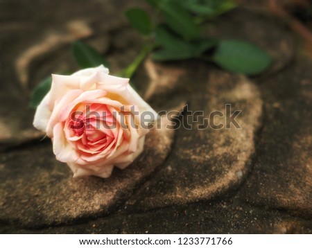 Pink roses are fragrant, placed on a sandstone floor in the garden.