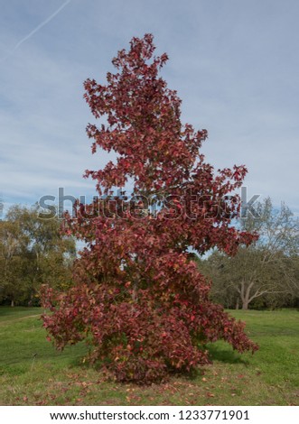 Bright Red Autumn Leaves on an American Sweetgum Tree (Liquidambar styraciflua 'Schock's Gold') Growing in a Park in Rural Surrey, England, UK