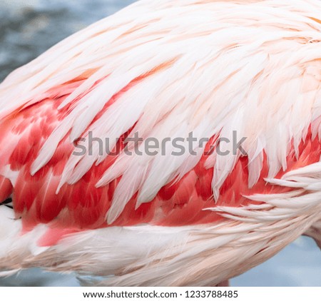 flamingo feathers as a background
