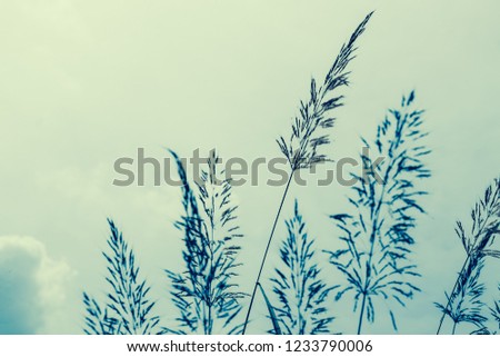 Flower grass against blue sky in winter. The image depicts loneliness without people.