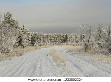 Snow-covered road to the forest