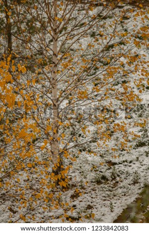 winter first snow birch forest landscape