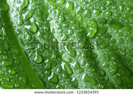 Macro view of water drops on green leaf