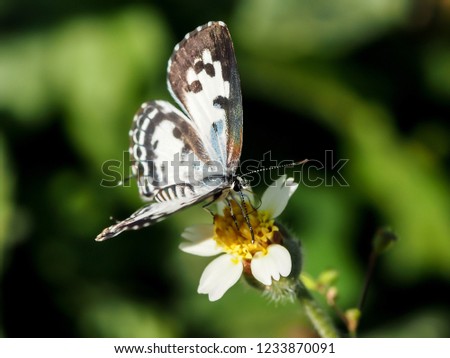black and white butterfly on the flower