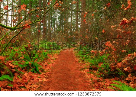a picture of an exterior Pacific Northwest forest hiking trail in fall