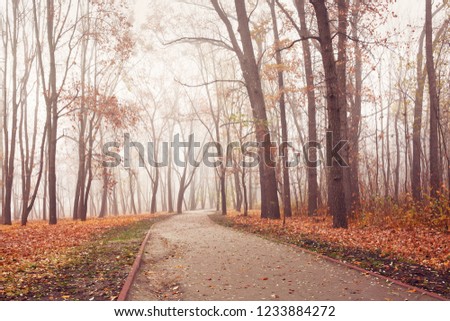 Path in city park on a cold and foggy November morning