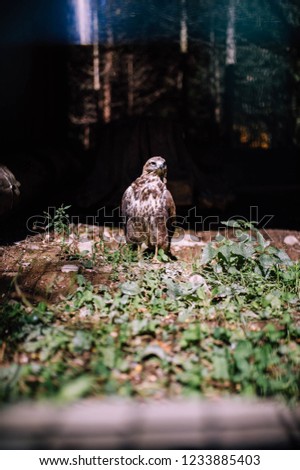 Falcon in the zoo, falcon in captivity.