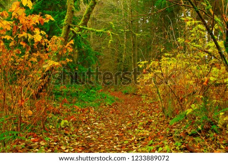 a picture of an exterior Pacific Northwest forest hiking trail in fall