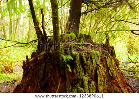 a picture of an exterior Pacific Northwest forest with second growth conifer trees