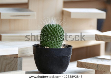 cactus pot on wood shelf