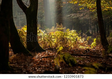 The most beautiful autumn forest in the Netherlands with mystical and mysterious views and atmospheric sunrises in the early misty mornings.