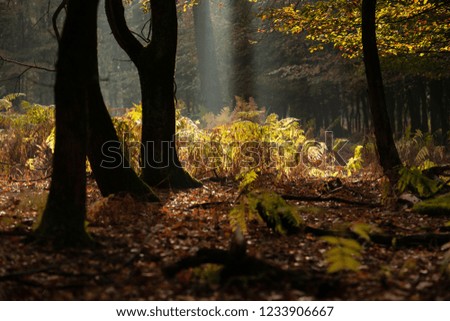 The most beautiful autumn forest in the Netherlands with mystical and mysterious views and atmospheric sunrises in the early misty mornings.
