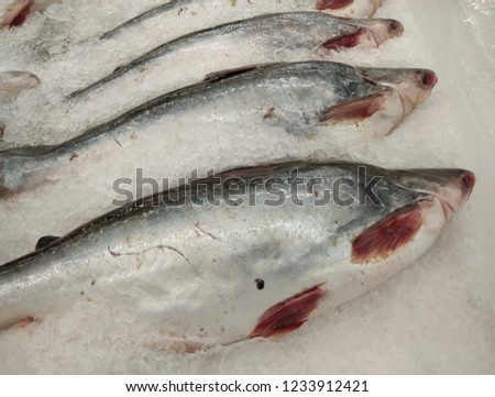 Striped catfish,Iridescent shark,Sutchi catfish,Fresh fishs on ice.