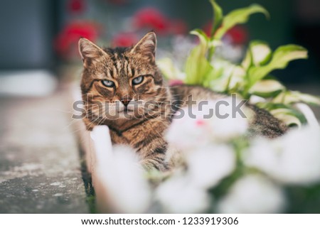 adult domestic cat resting in  the garden surrounded by flowers