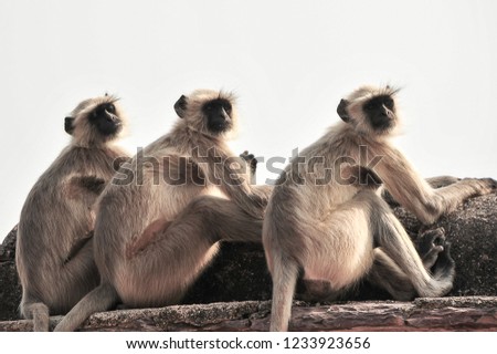Grey Langurs or Hanuman Langur monkeys (Semnopithecus entellus) Portrait of a three monkeys sitting on a wall, Ranthambore Fort, Rajisthan, India. 