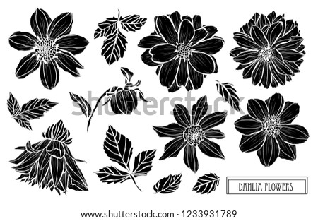 Decorative dahlia flowers set, design elements. Can be used for cards, invitations, banners, posters, print design. Floral background in line art style