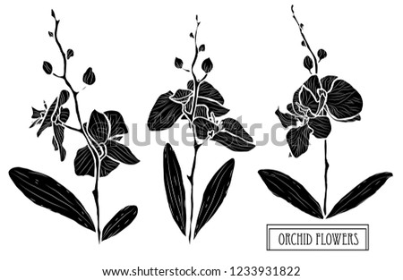 Decorative orchid flowers set, design elements. Can be used for cards, invitations, banners, posters, print design. Floral background in line art style
