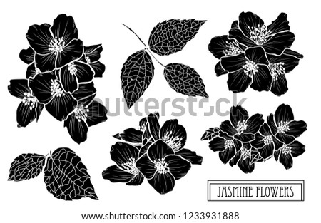 Decorative jasmine flowers set, design elements. Can be used for cards, invitations, banners, posters, print design. Floral background in line art style