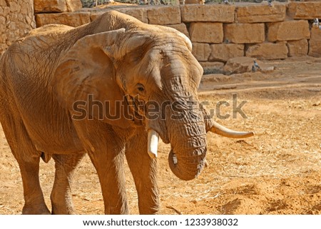 Elephant is big with big ears, wrinkles all over the body
