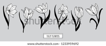 Decorative  tulip flowers set, design elements. Can be used for cards, invitations, banners, posters, print design. Floral background in line art style