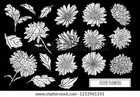 Decorative aster  flowers set, design elements. Can be used for cards, invitations, banners, posters, print design. Floral background in line art style